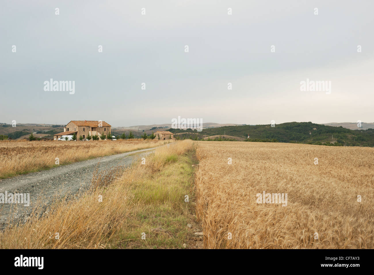 Getreidefeldern in Montegemoli, Toskana Stockfoto