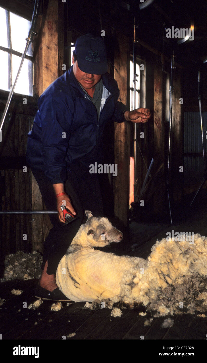 Mann rasieren Schafe, El Calafate, Provinz Santa Cruz. Patagonien. Argentinien. Stockfoto