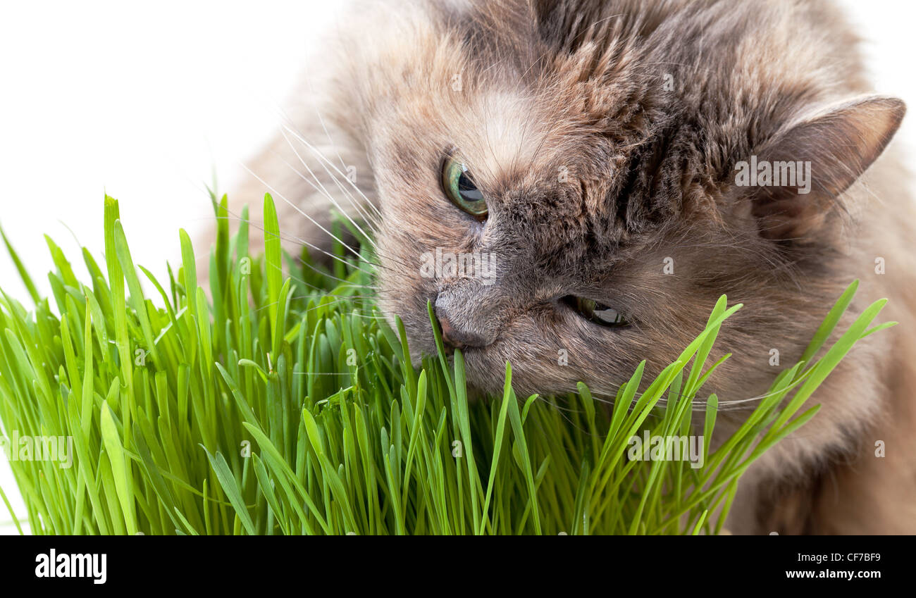 Ein Haustier Katze essen frischen Rasen auf einem weißen Hintergrund. Stockfoto