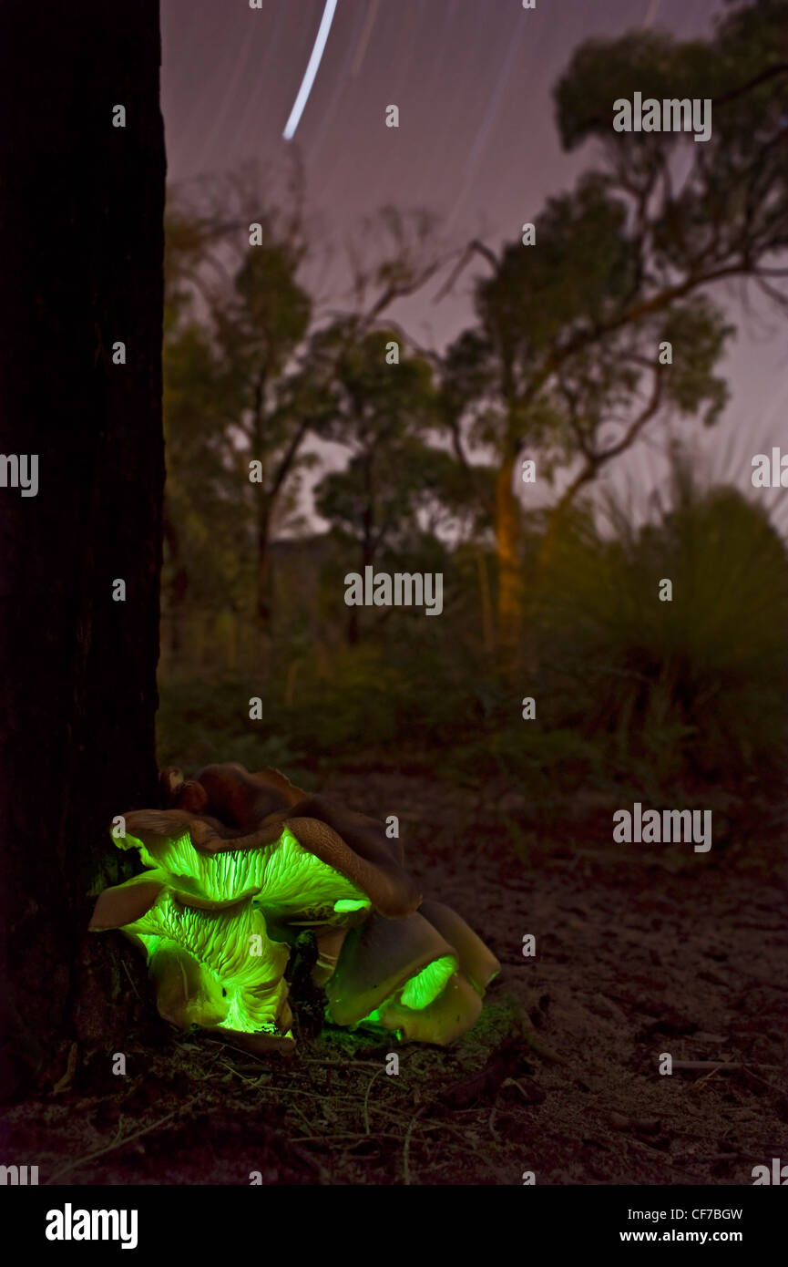 Australische leuchtenden Geist Pilz erschossen in der Nacht mit Sternspuren Stockfoto