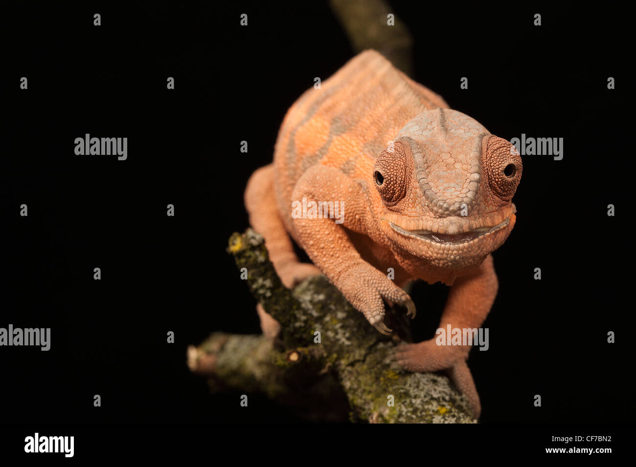 Captive weiblichen Pantherchamäleon (Furcifer Pardalis) mit einem deformierten Kiefer durch Kalziummangel verursacht. Stockfoto