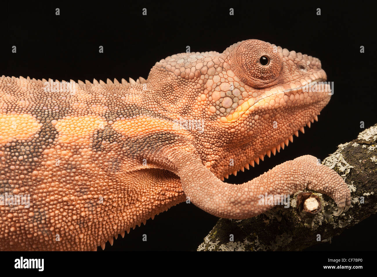 Captive weiblichen Pantherchamäleon (Furcifer Pardalis) mit einem deformierten Kiefer durch Kalziummangel verursacht. Stockfoto