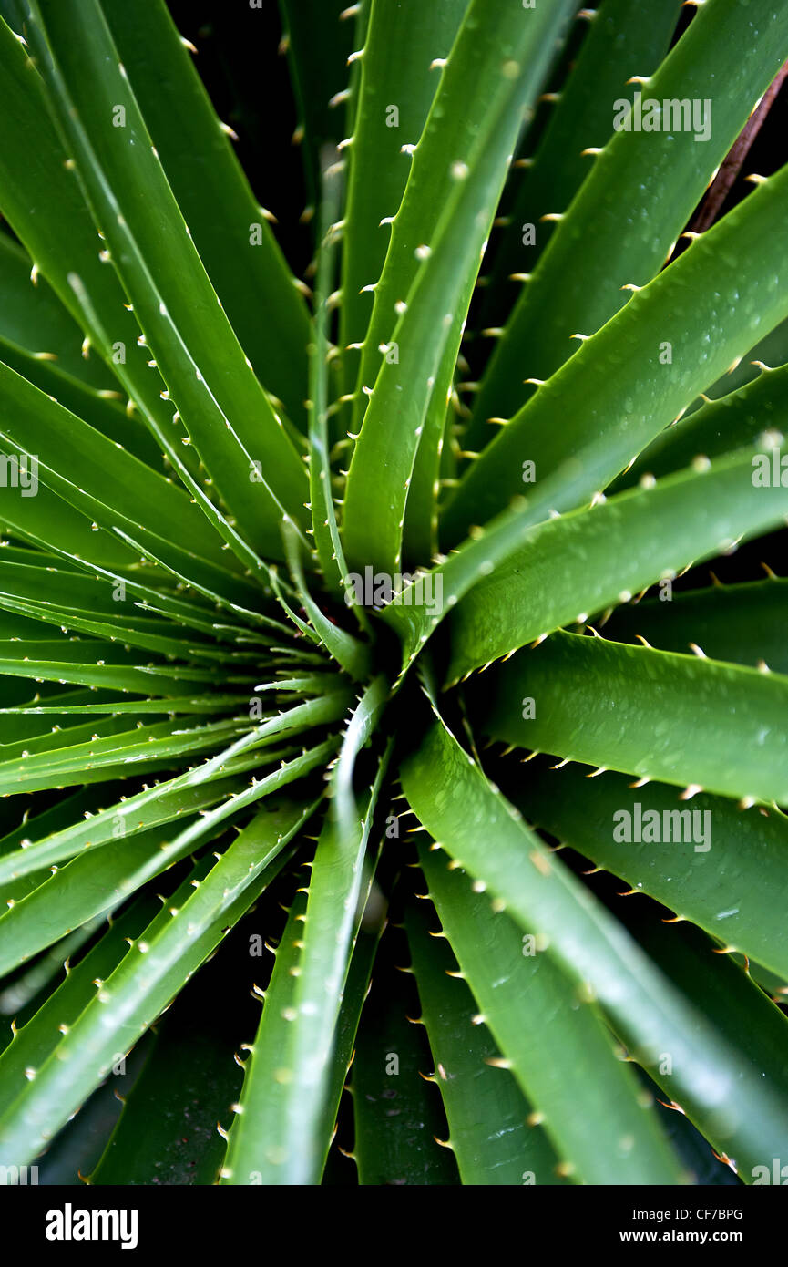 Das Zentrum von eine Aloe Vera Pflanze Stockfoto