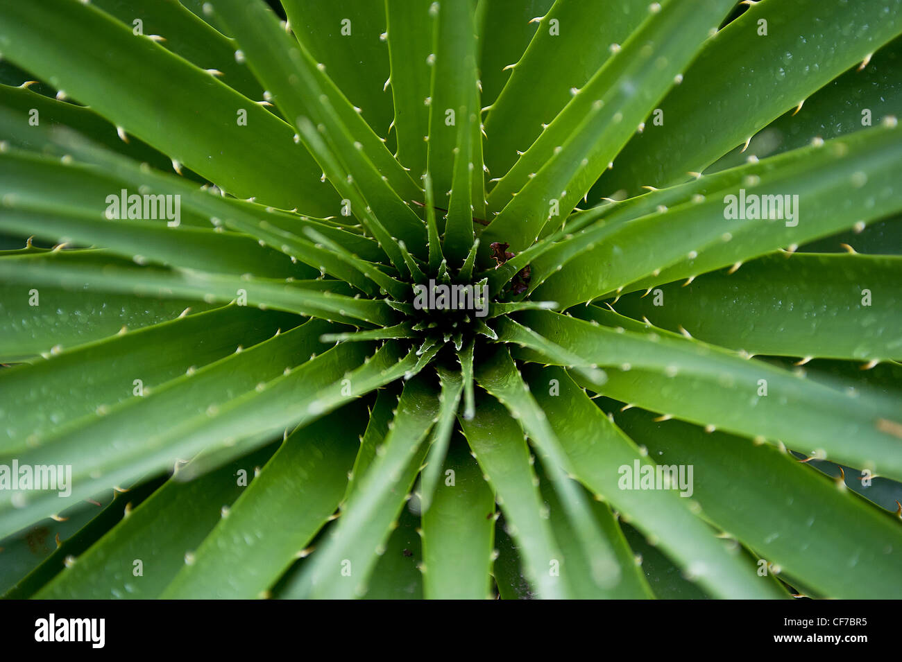 Das Zentrum von eine Aloe Vera Pflanze Stockfoto