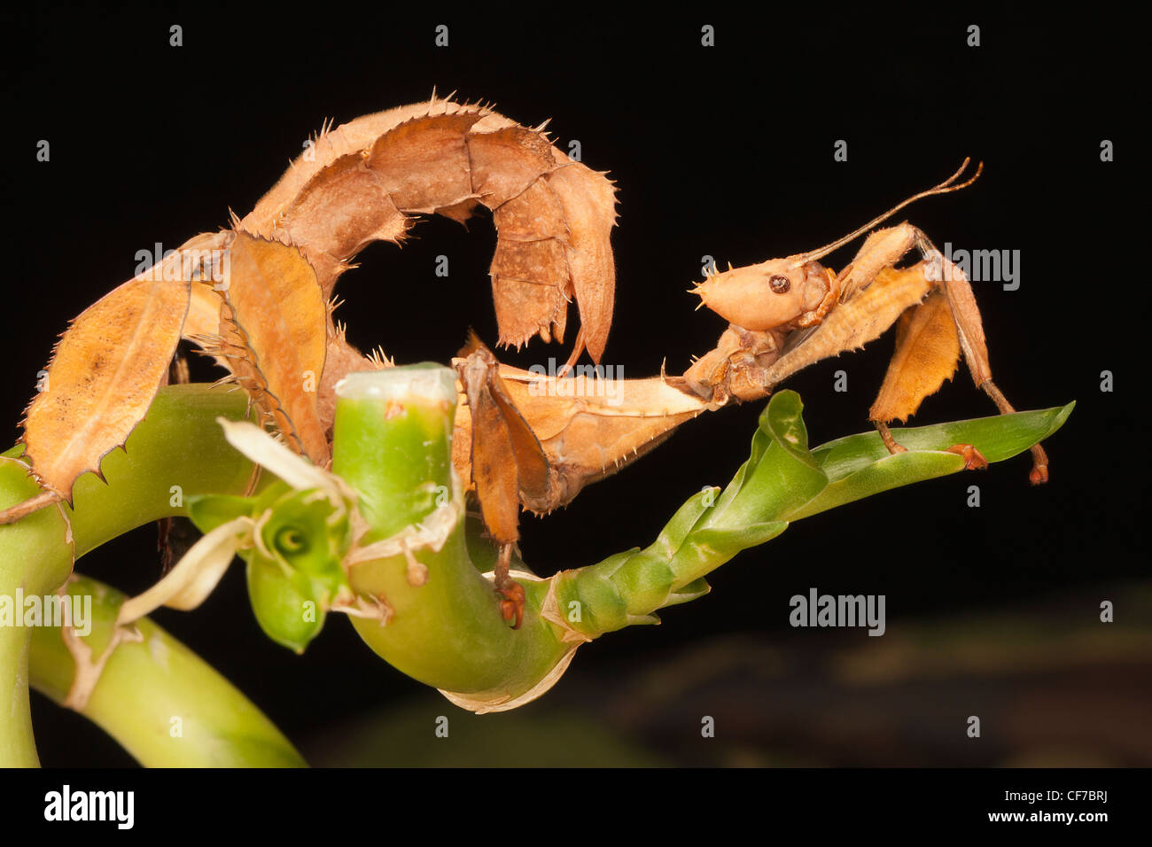 Stachelige Stabheuschrecke (Extatosoma Tiaratum) imitieren die Pose des Skorpions Stockfoto