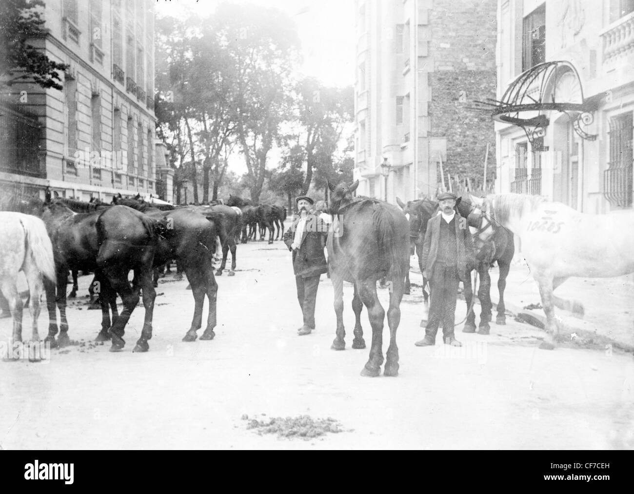 Pferde für den Kriegseinsatz im ersten Weltkrieg, Paris, Frankreich beschlagnahmt. Stockfoto