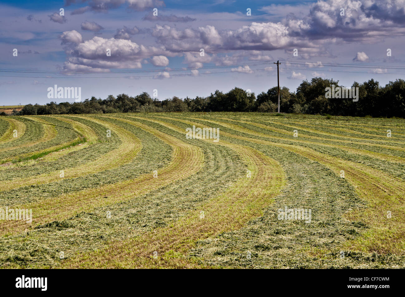 Frisch gemähten Heu-Feld unter einem dramatischen Himmel Stockfoto