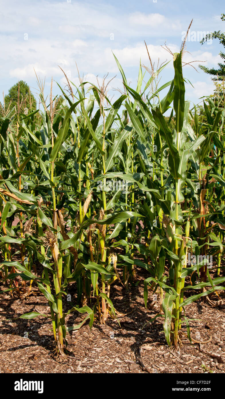 Nahaufnahme von Mais oder Mais angebaut auf Bauernhof Bio-Kraftstoff sowie die Produktion von ethanol Stockfoto