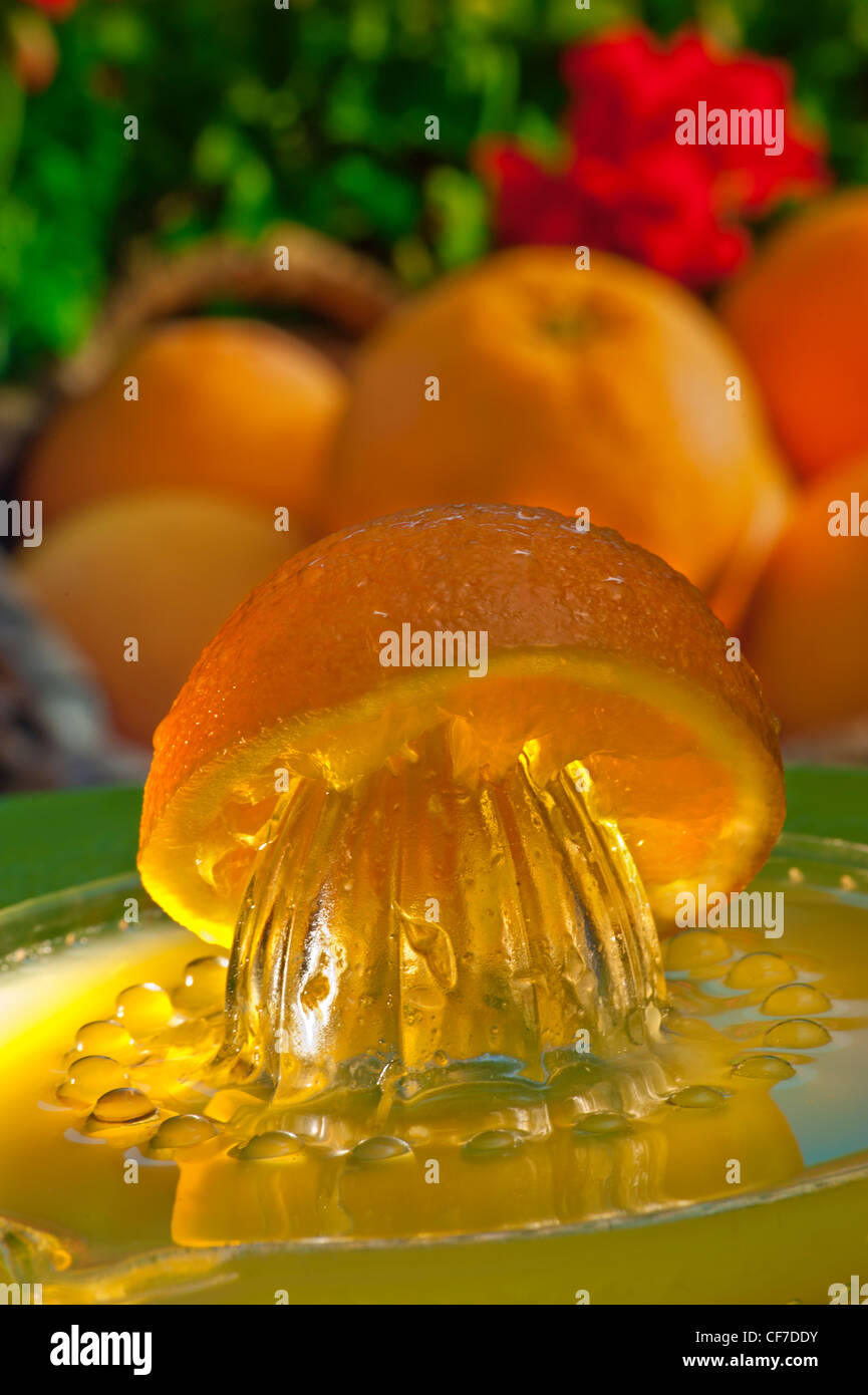 Orange Entsafter mit frisch gepressten Saft und Korb mit Orangen in sonnigen Gartenterrasse im freien Fall Stockfoto