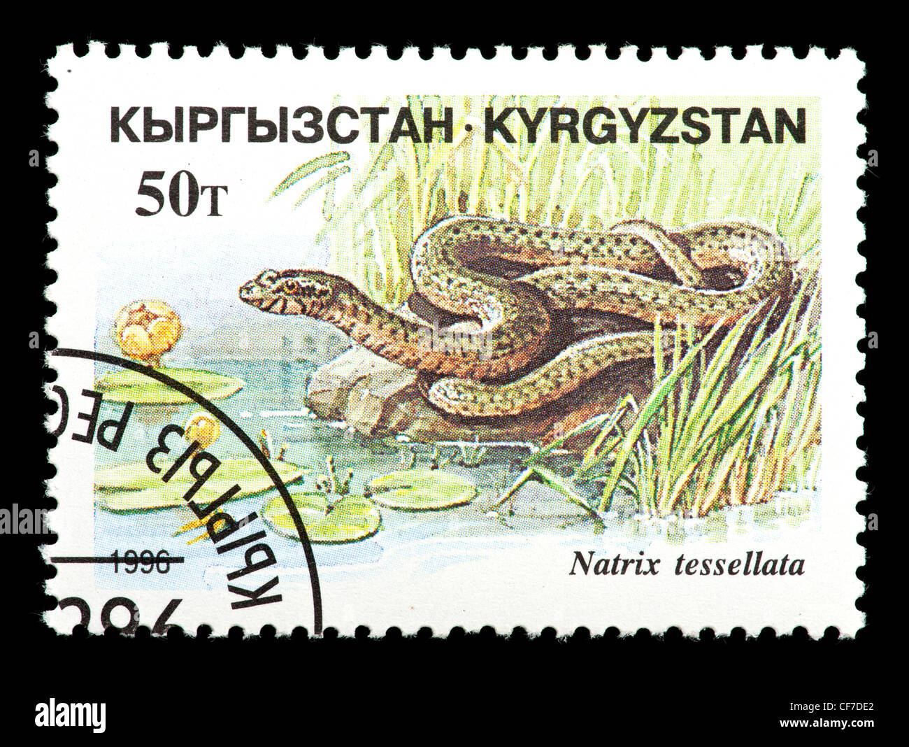 Briefmarke aus Kirgistan Darstellung einer Würfel-Schlange (Natrix Tessellata) Stockfoto