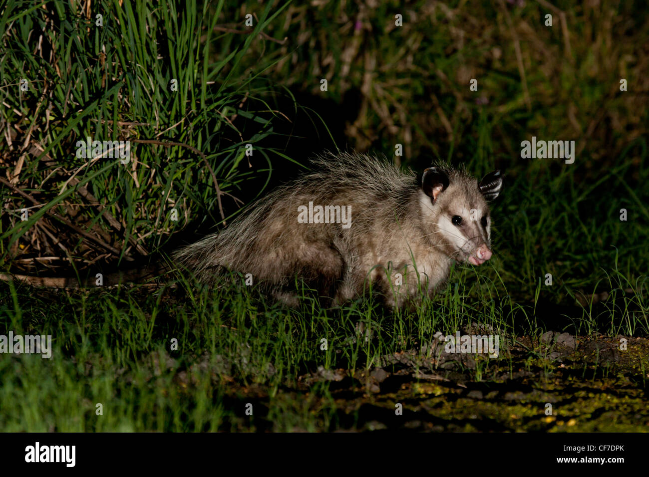 Virginia Opossum nachts in Texas Stockfoto