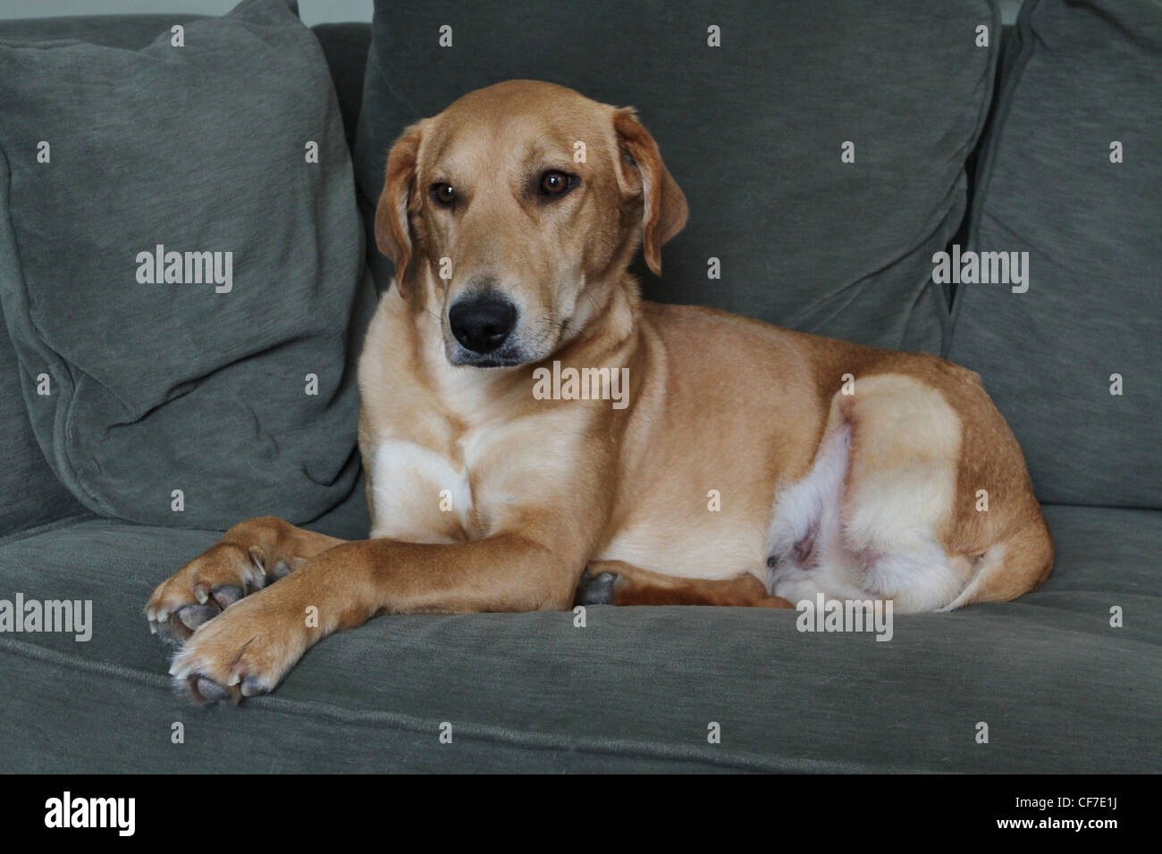 Ein netter Hund auf einer Couch Stockfoto, Bild 43805262 Alamy