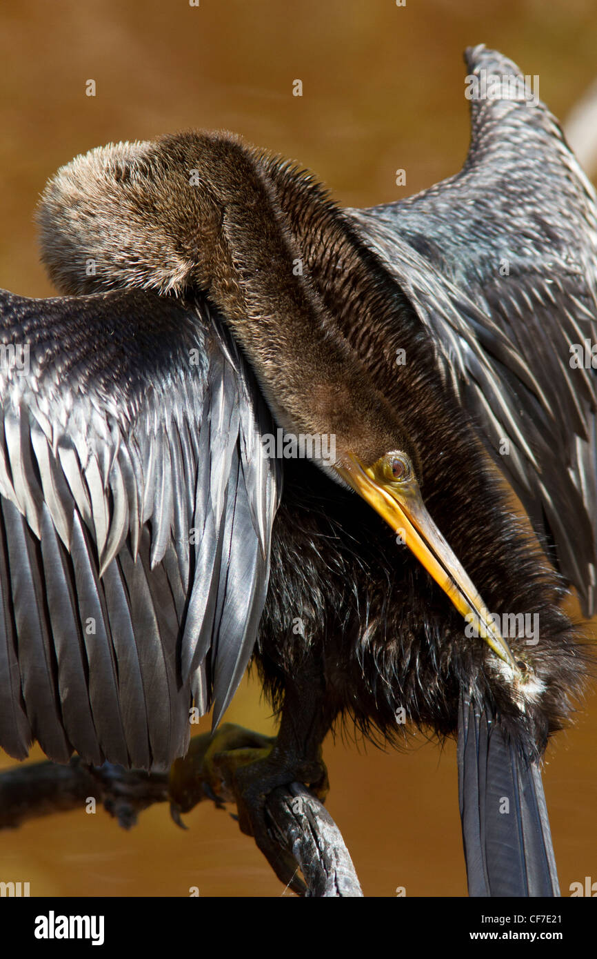 Anhinga (Anhinga Anhinga) seine Federn in der Sonne trocknen und putzen. Stockfoto