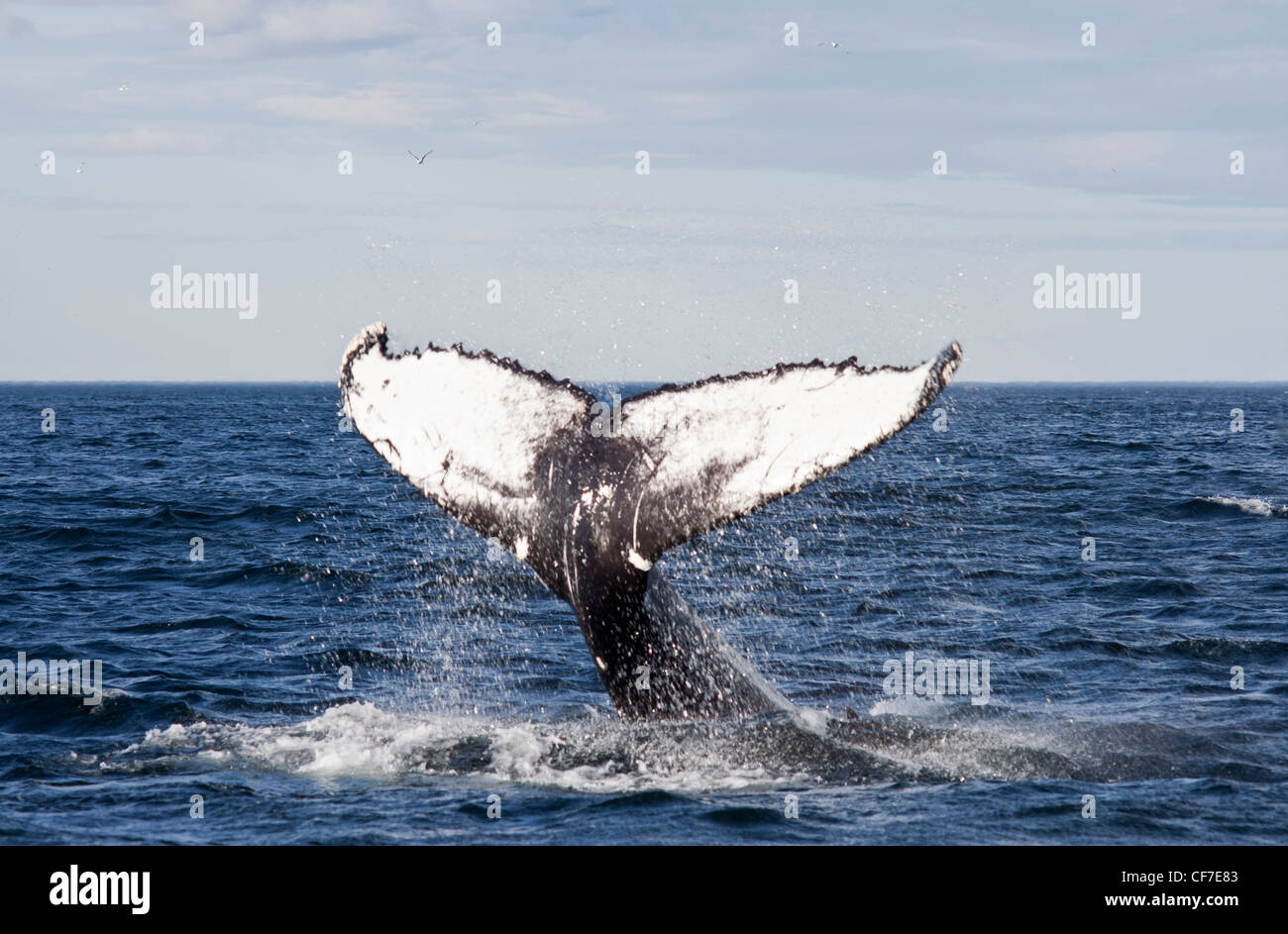 Whale-watching am Sankt-Lorenz-Strom in Tadoussac, Quebec, Kanada Stockfoto