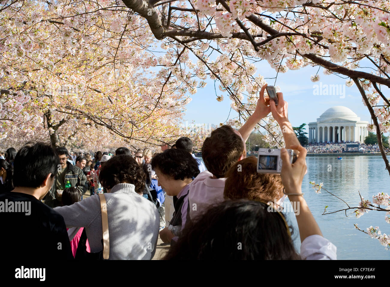 Besucher; Touristen fotografieren der Kirschbäume in voller Blüte Peak und dem Jefferson Memorial am Tidal Basin in Washington, D.C. Stockfoto