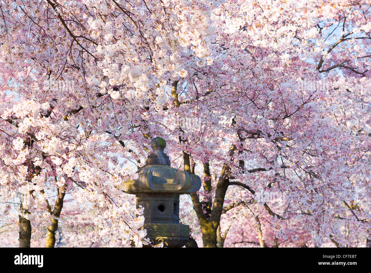 Das japanische Laterne Symbol der japanischen amerikanischen Freundschaft mit rosa Kirschblüte im Frühjahr. Nationalen Festival Washington DC Stockfoto