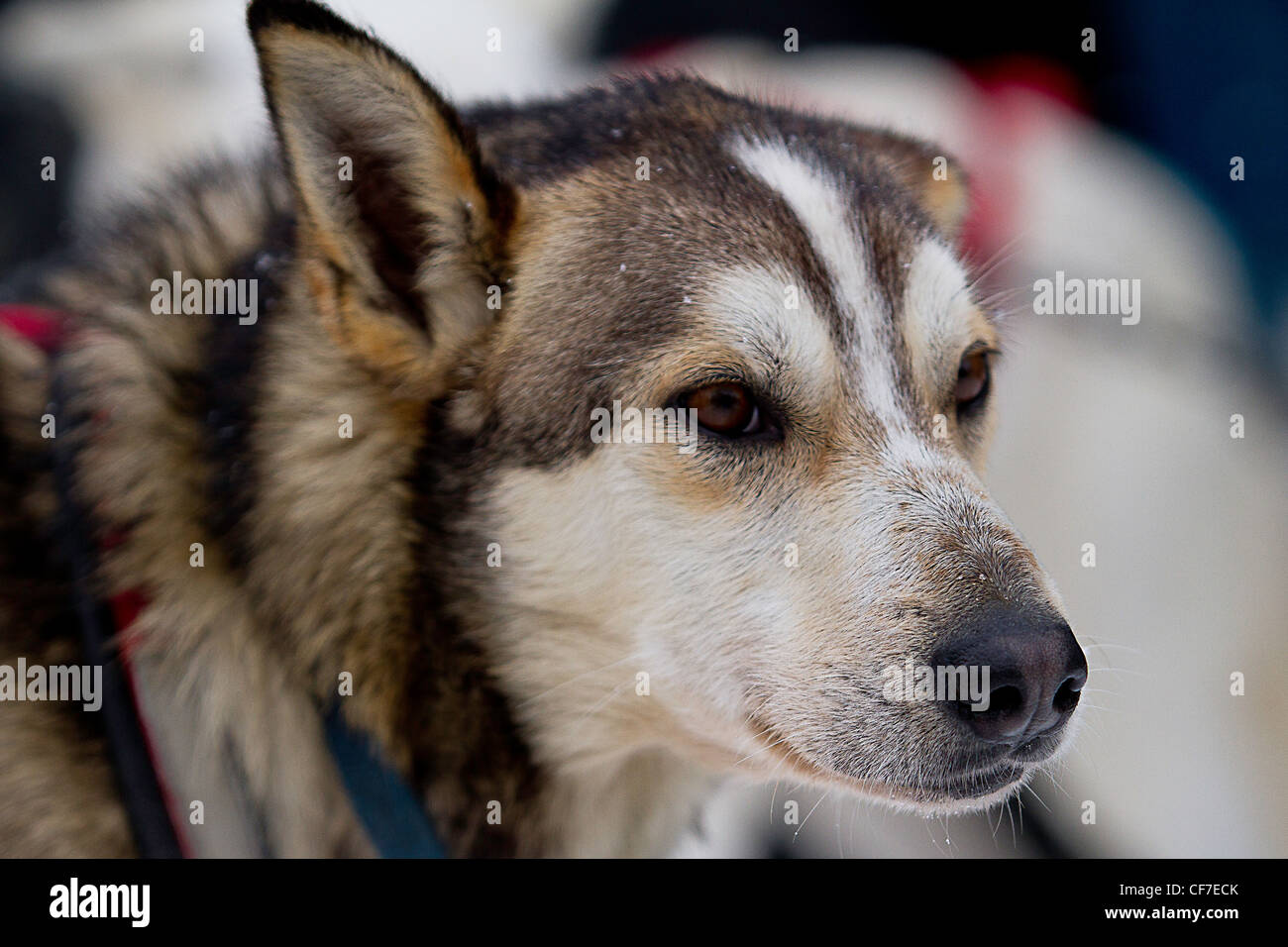 Ein Schlittenhund Iditarod 2012. Stockfoto