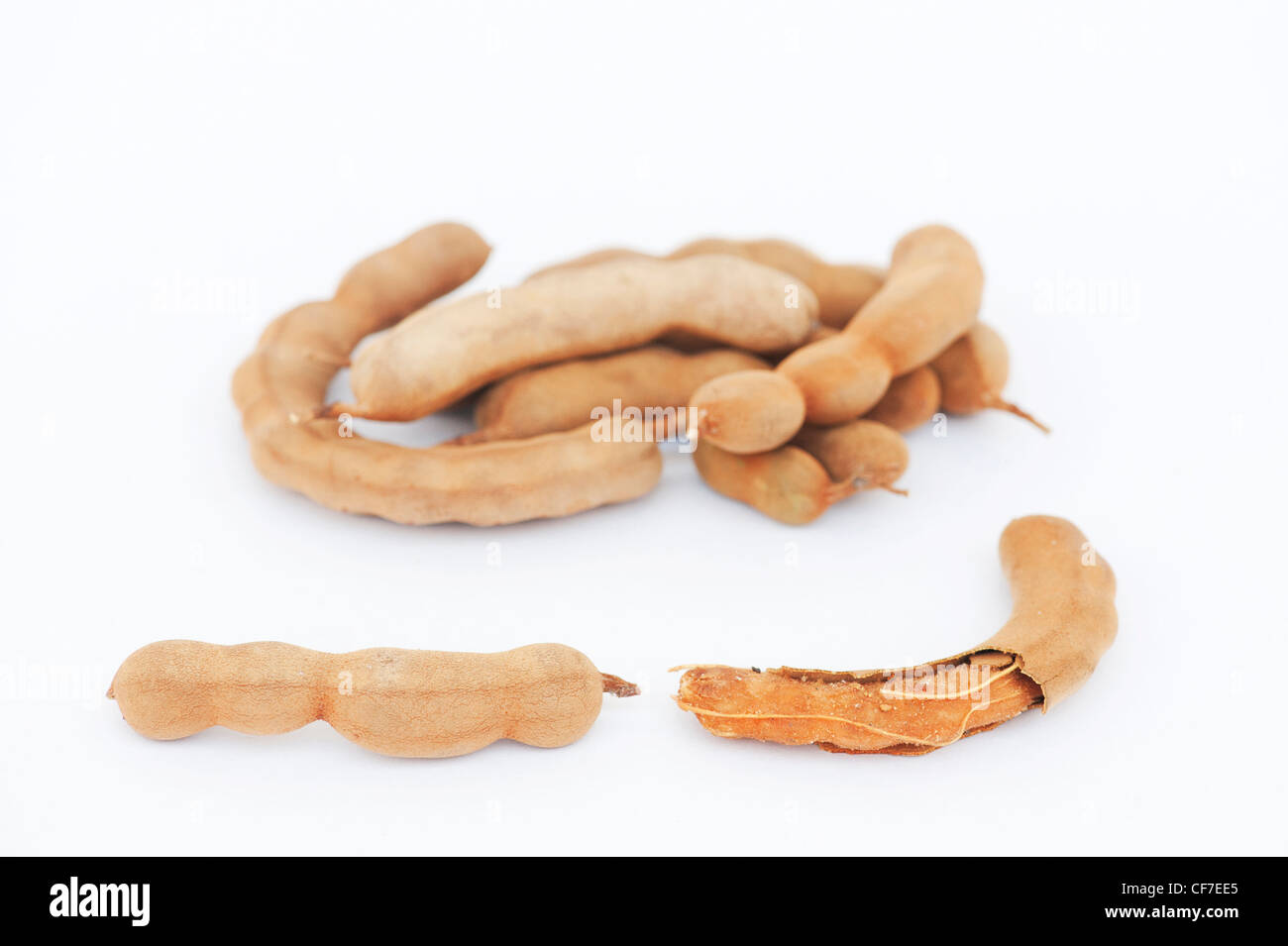 Tamarindus Indica. Tamarinde Frucht / Samen Hülsen auf weißem Hintergrund Stockfoto