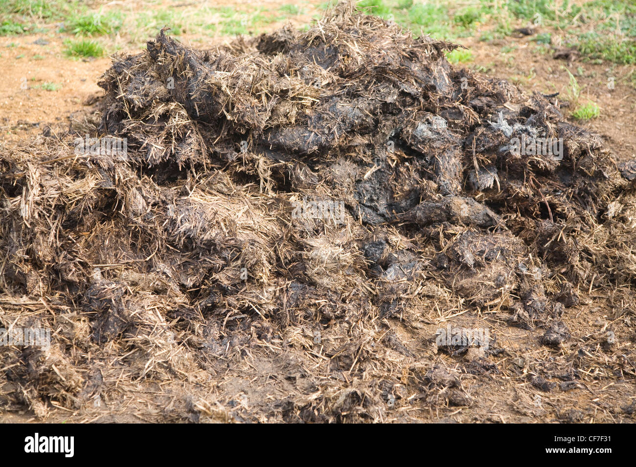 Haufen Schwein dung Dung im Feld Stockfoto