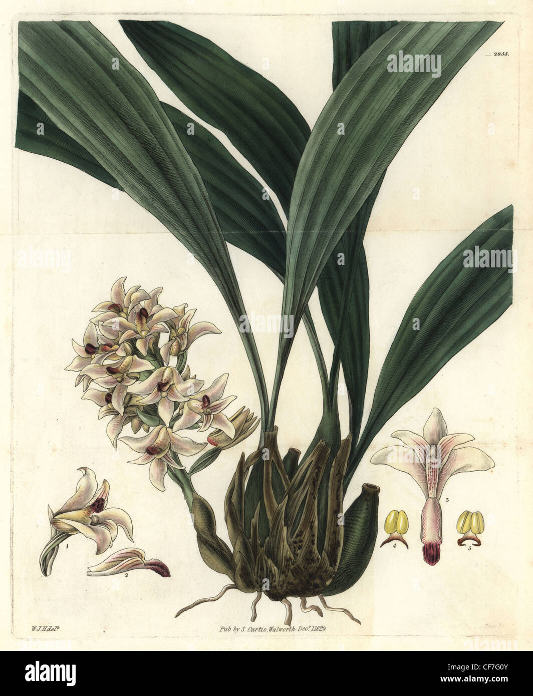 Schuppige Xylobium Orchidee, Xylobium Squalens. Stockfoto