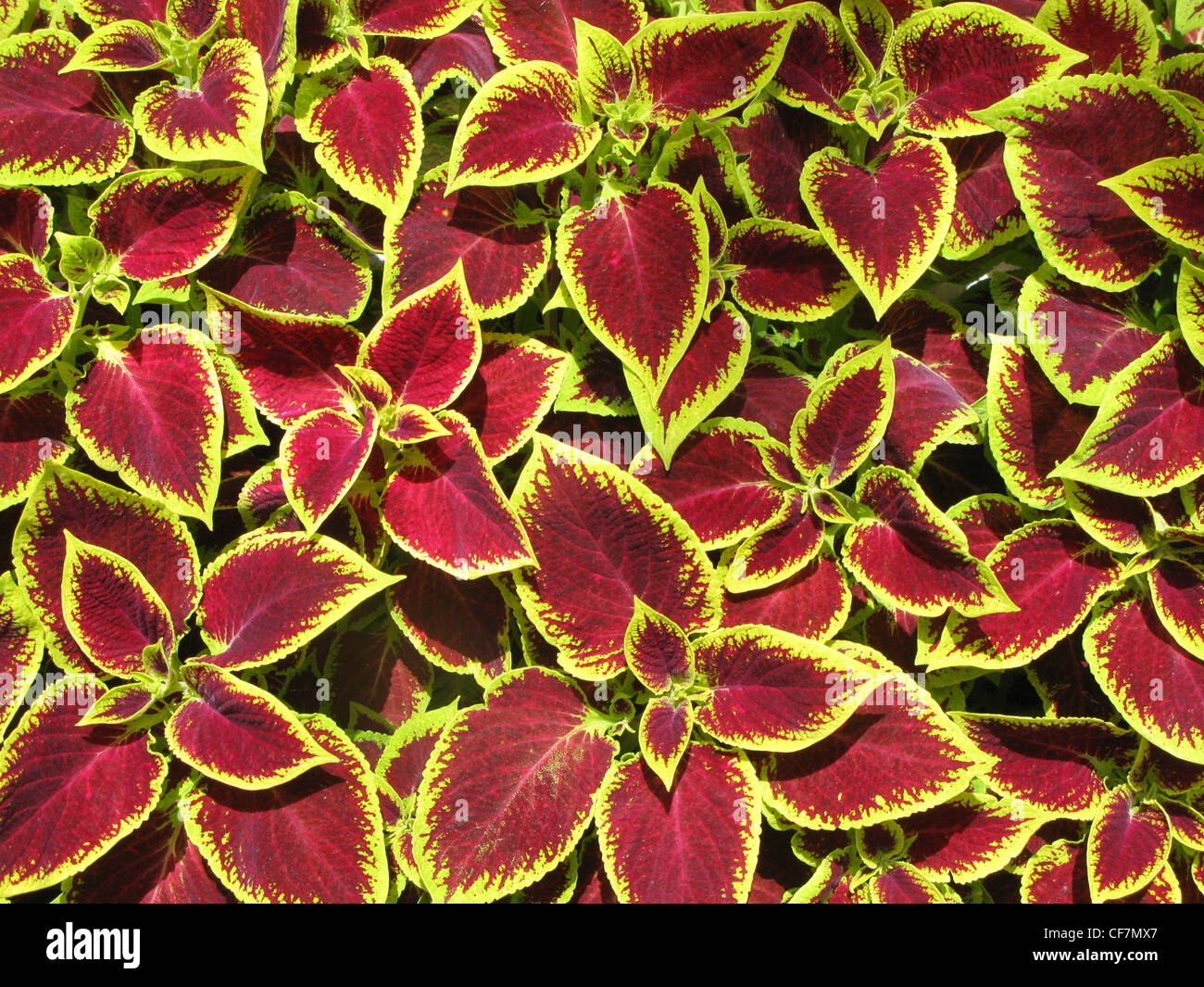 Pflanze, Natur, Blätter, rot, gelb, farbige Coleus, Brennessel, Brennessel, Solenostemon Scuttellarioides Stockfoto