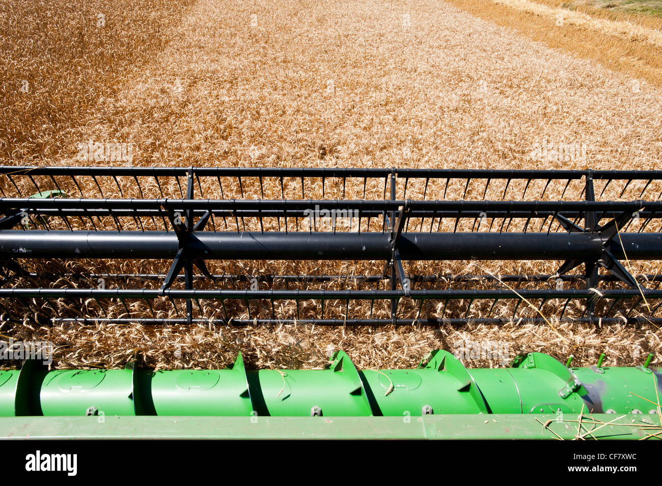 Kombinieren Sie Getreide ernten Stockfoto