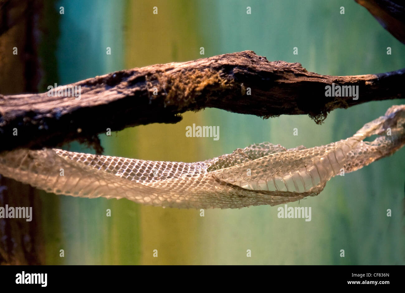 Snake Skin shed von Boa Constrictor Stockfoto