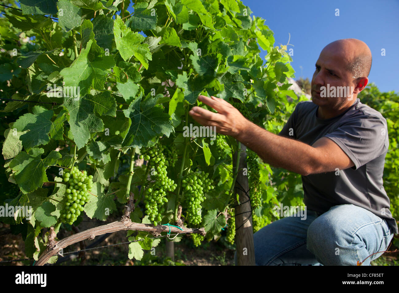 Ein Landwirt tendenziell seine Reben auf einem Weinberg und Obstgarten in Gozo in Malta. Stockfoto
