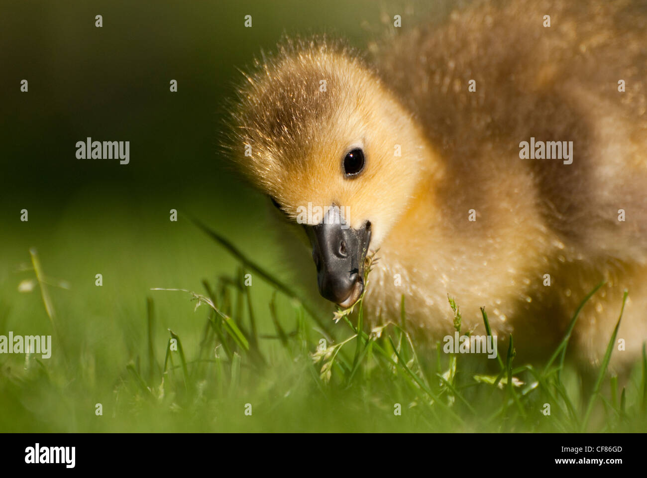 Kanada-Gans Gosling, Kew Gardens, UK Stockfoto