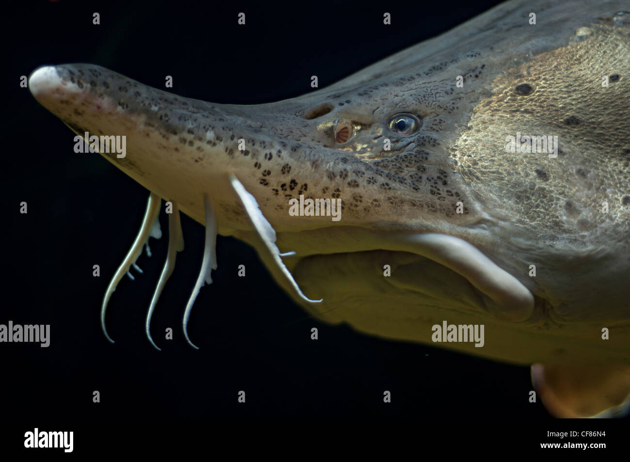 Fisch mund hautnah -Fotos und -Bildmaterial in hoher Auflösung – Alamy