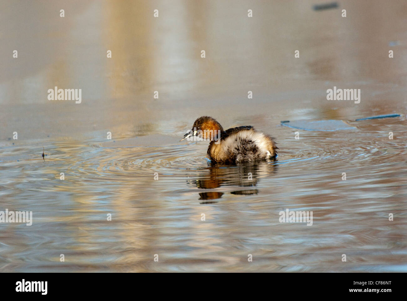 Wenig Grebe Angeln bei WWT London Wetland Centre, Großbritannien Stockfoto