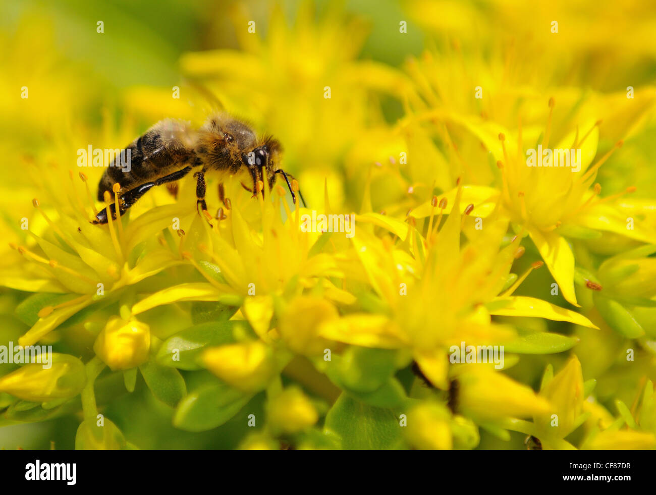 Honigbiene (Apis Mellifera) bestäubt gelbe Blume. Stockfoto