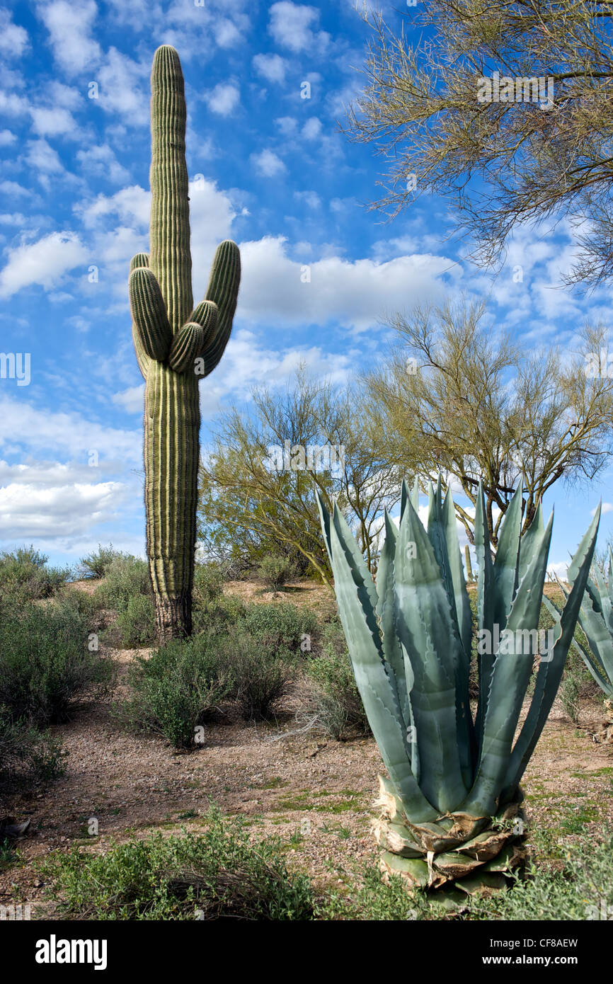 Saguaro-Kaktus in der Wüste in der Nähe von unbeschwerten Arizona Stockfoto
