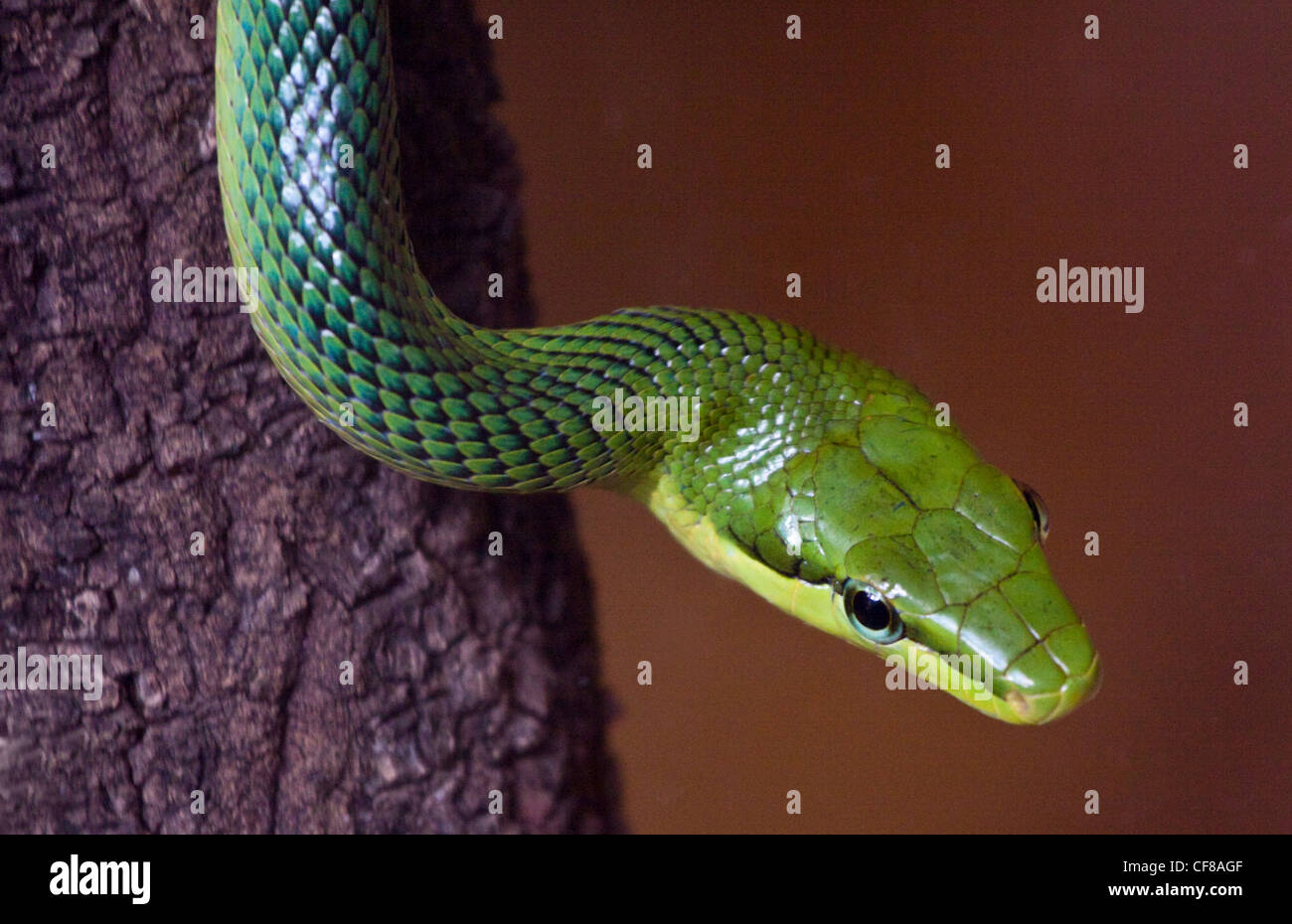 Red Tailed grün Rattenschlange (Gonyosoma Oxycephalum) Stockfoto