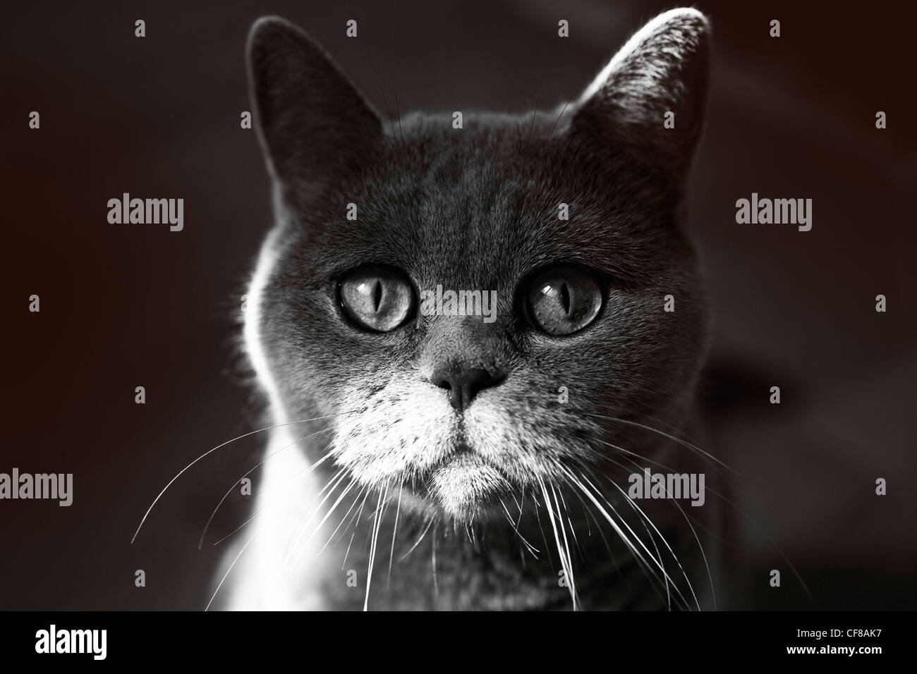 Fang der britische Katze grau closeup Stockfoto