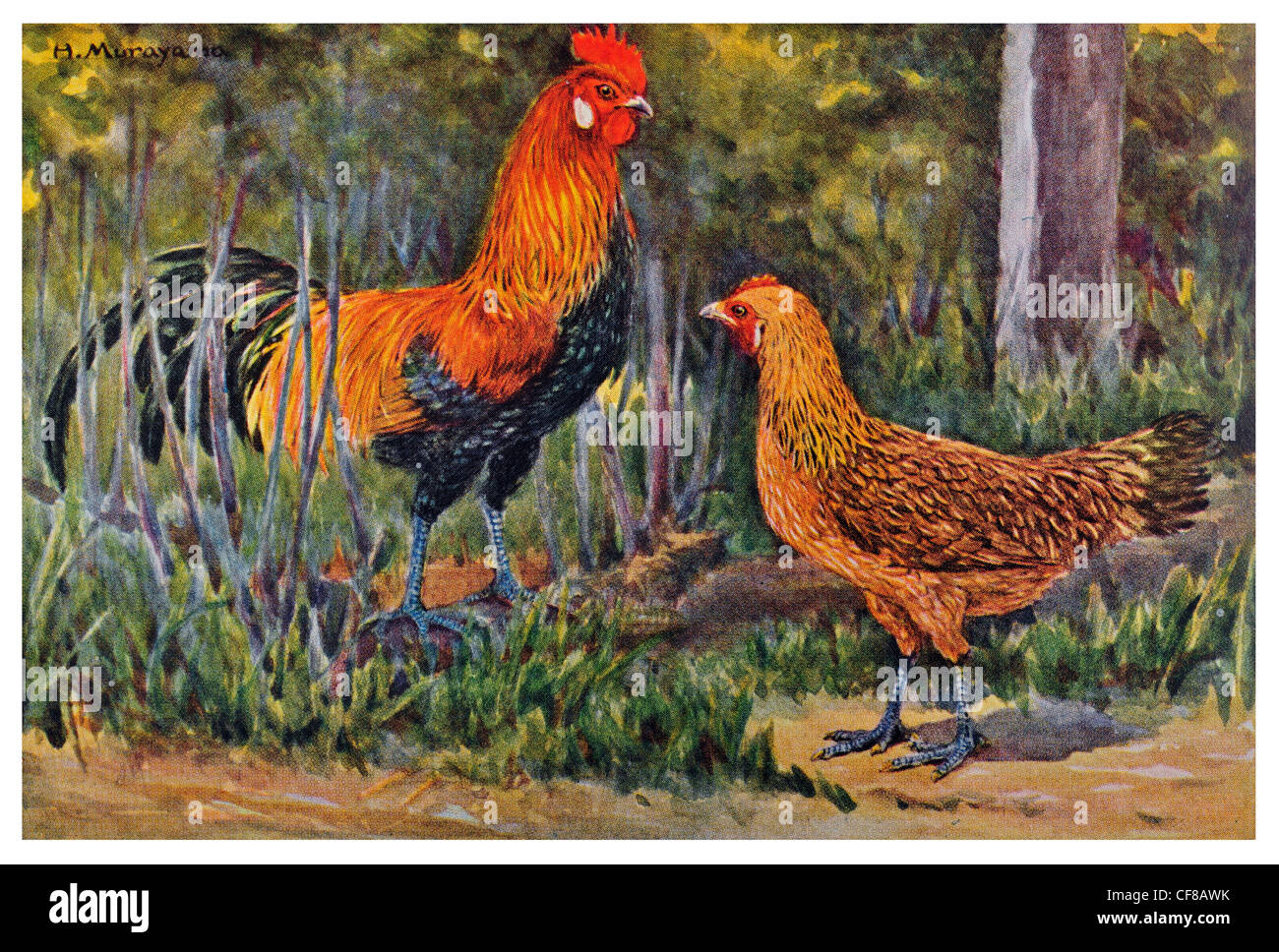 1927 Gallus Bankiva oder roten Dschungel Geflügel Stockfotografie Alamy