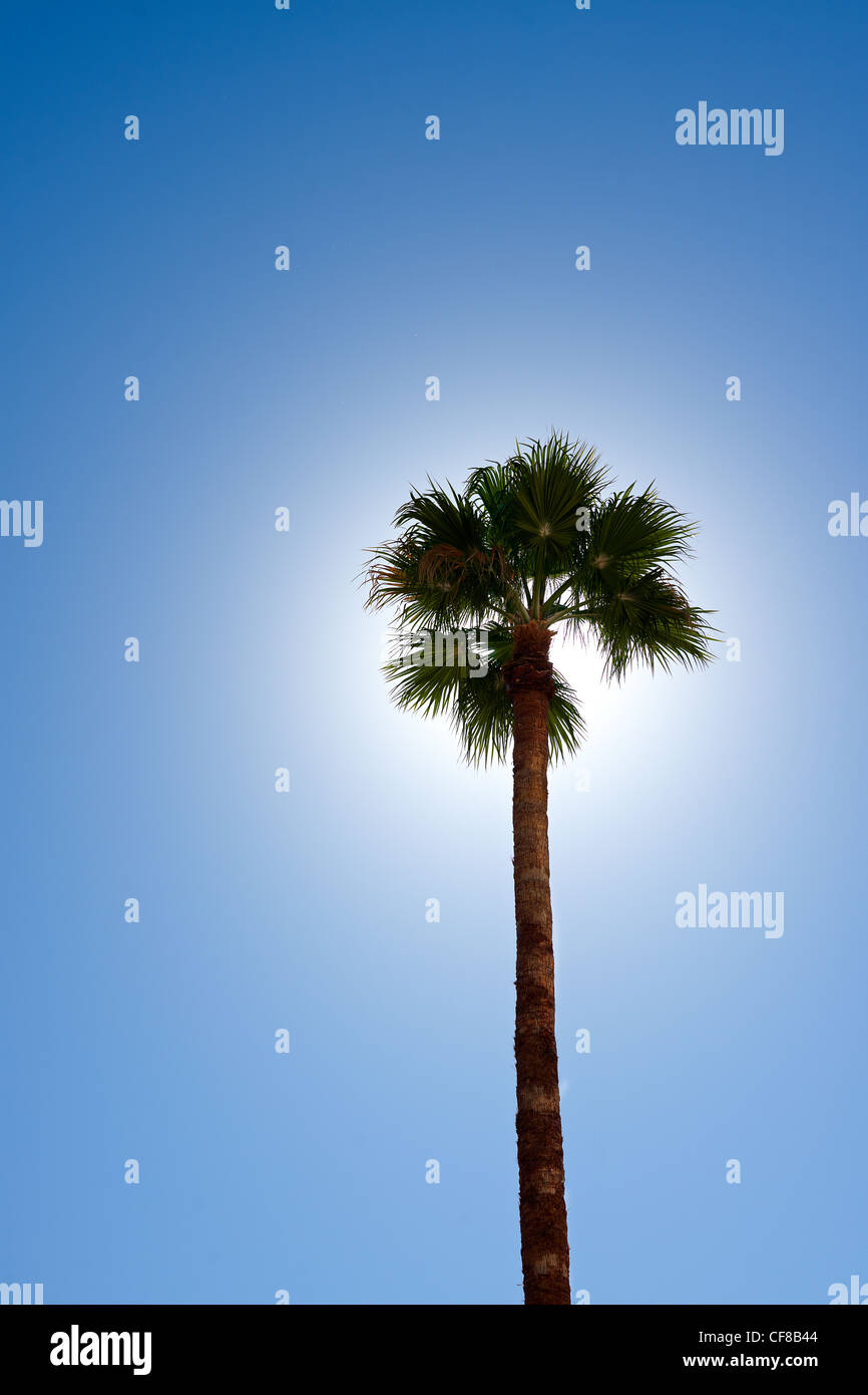 Palme mit Sonne im Rücken und blauer Himmel Stockfoto