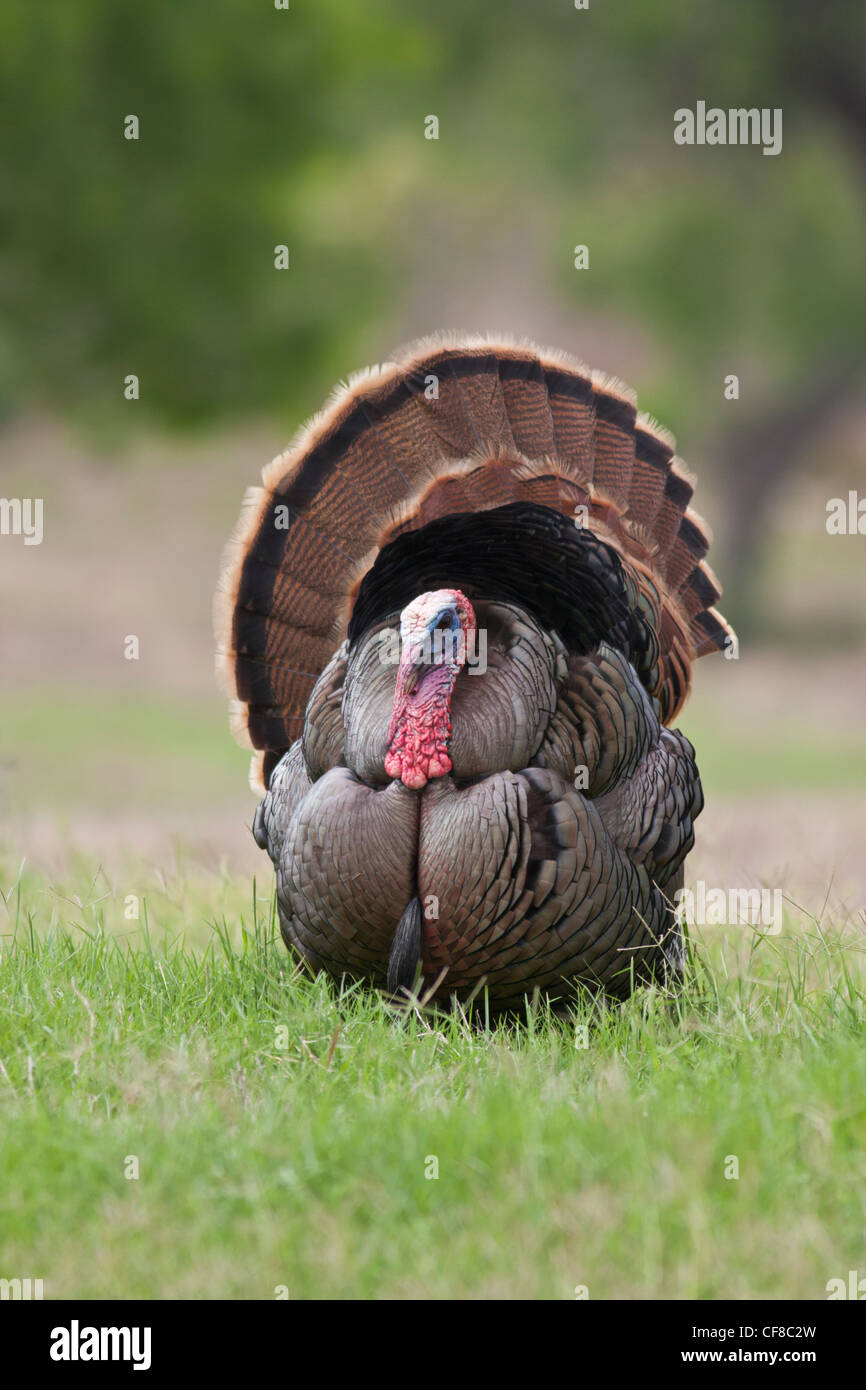 Rio-grande Wild Turkey gobbler strutting in Texas während der Paarungszeit Stockfoto