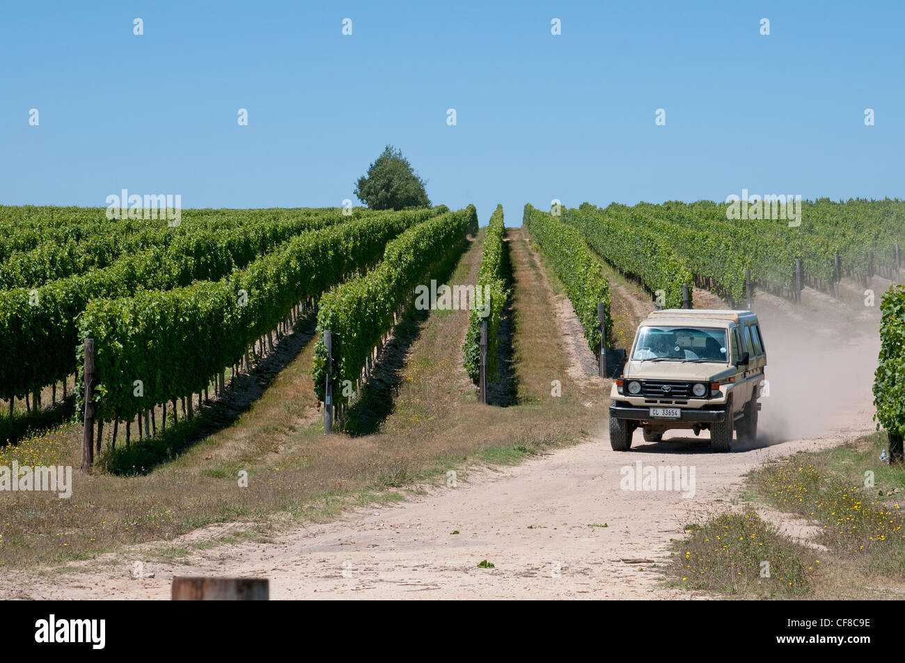 Hochland Tokara Weinberge in der Nähe von Elgin in Südafrika Western Cape Stockfoto