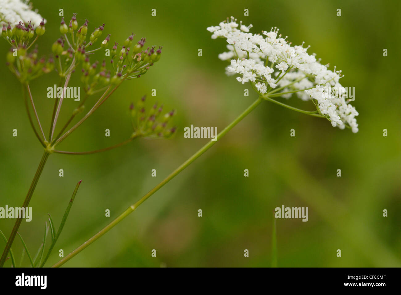 Pignut (Conopodium Majus) in Blüte nah oben, England, UK Stockfoto