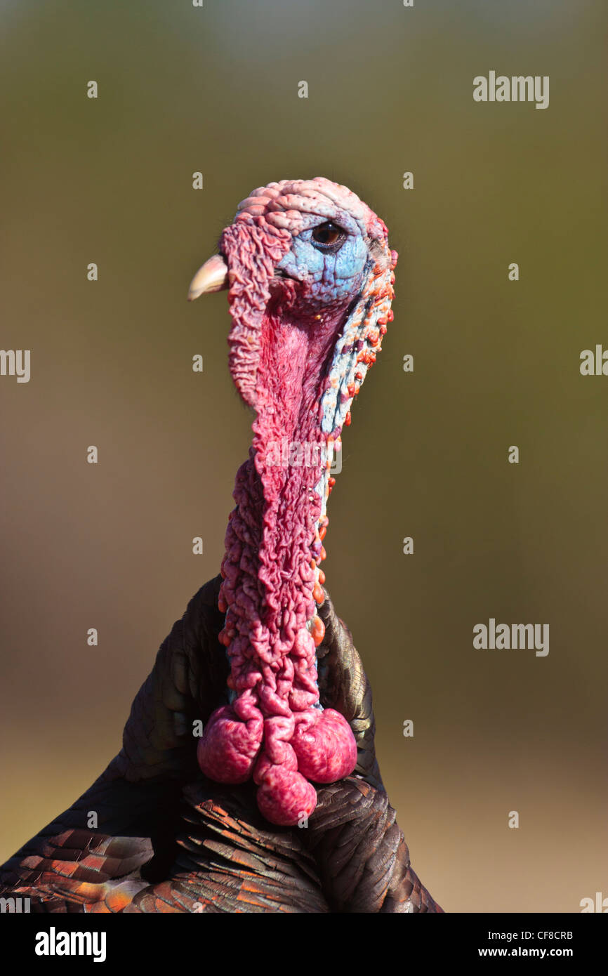 Rio-Grande Wildtruthahn in Texas Stockfoto