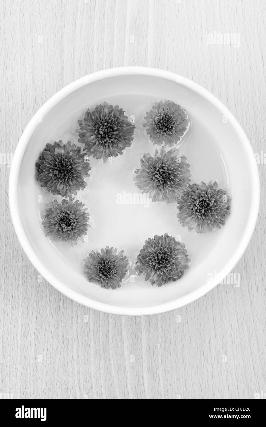 Chrysanthemen in eine weiße Keramikschale schweben Stockfoto
