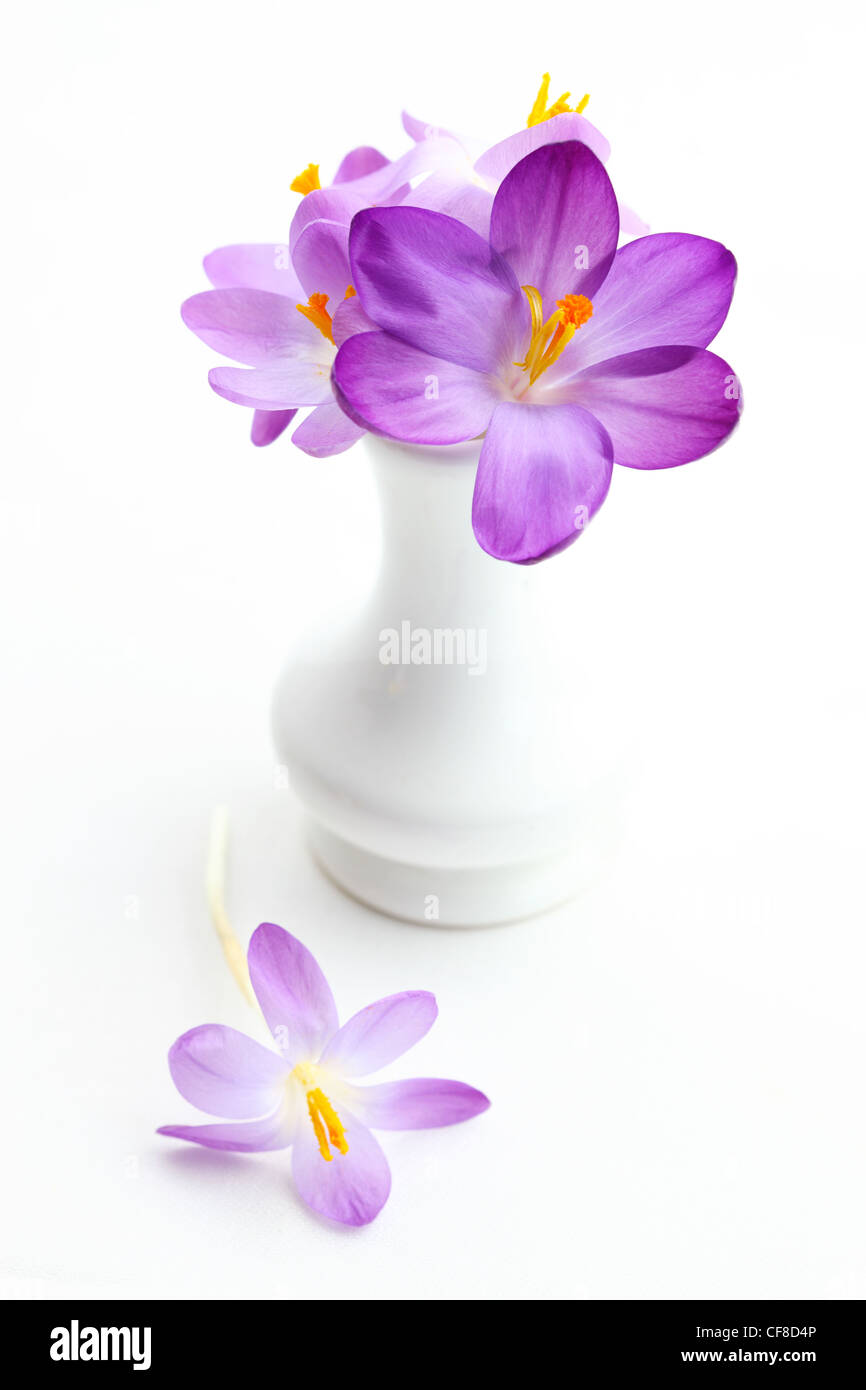 Krokus violett in Vase für den Frühling auf weißem Hintergrund Stockfoto