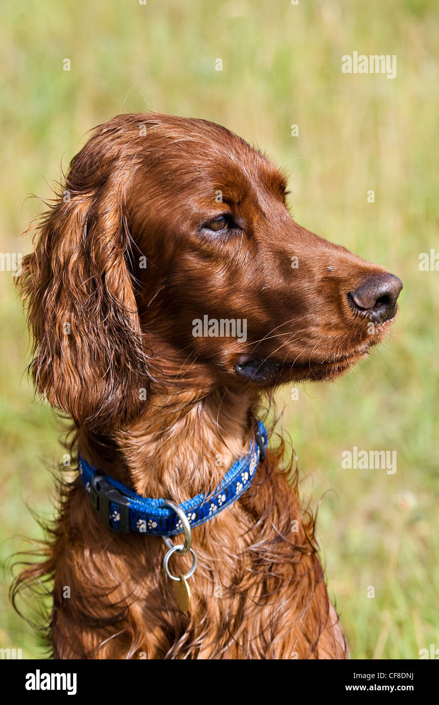 Kopf der irish Red Setter, Wiltshire, England Stockfoto