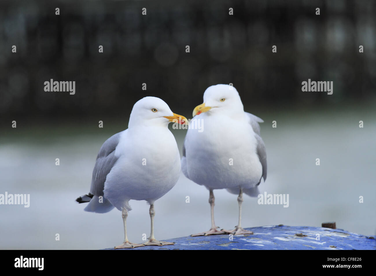 Zwei Silbermöwe Meer Möwen Möwen Möwe mit Eastbourne Pier im Hintergrund, East Sussex, England. Stockfoto