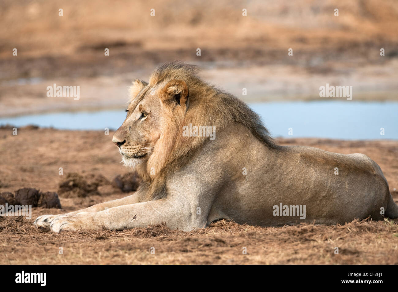 Männlicher Löwe, Panthera Leo, Addo Nationalpark, Eastern Cape, Südafrika Stockfoto