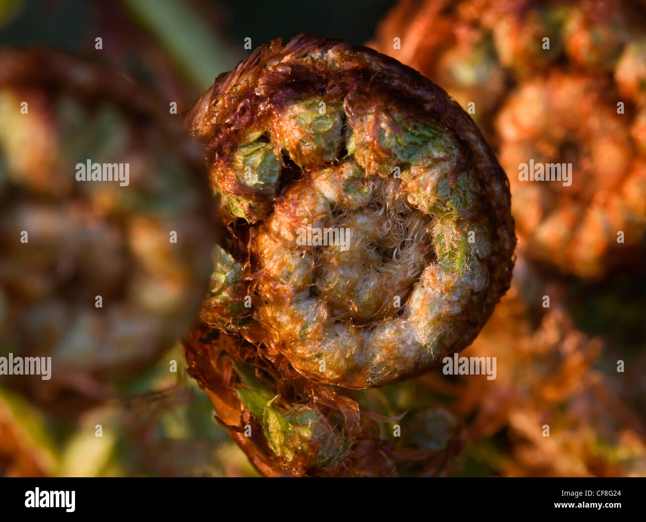 Farn entfaltenden Frühling Stockfoto