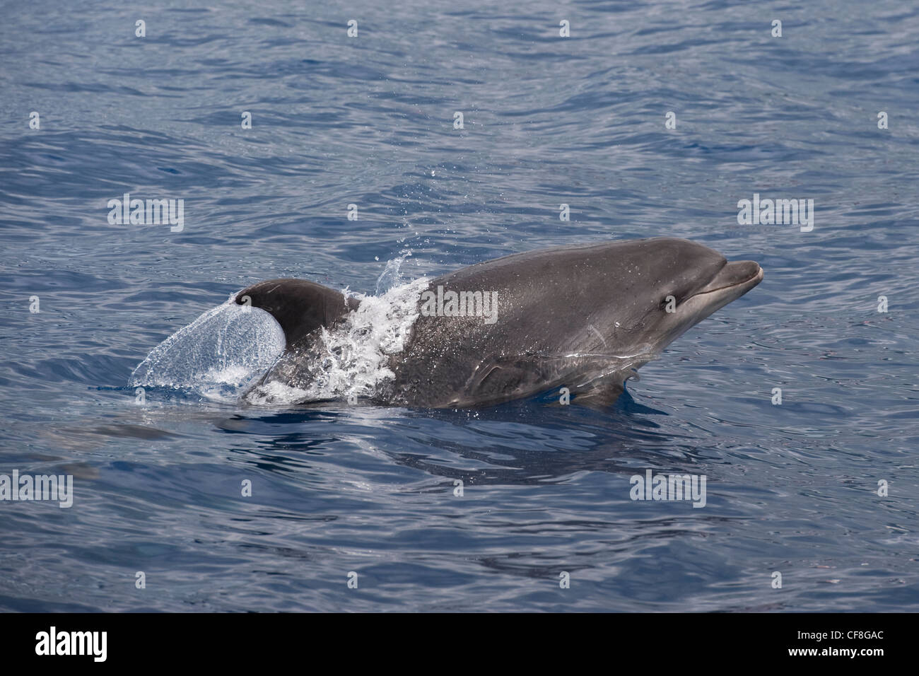 Gemeinsame große Tümmler (Tursiops Truncatus) juvenile Tiere Porpoising. Azoren, Atlantik. Stockfoto