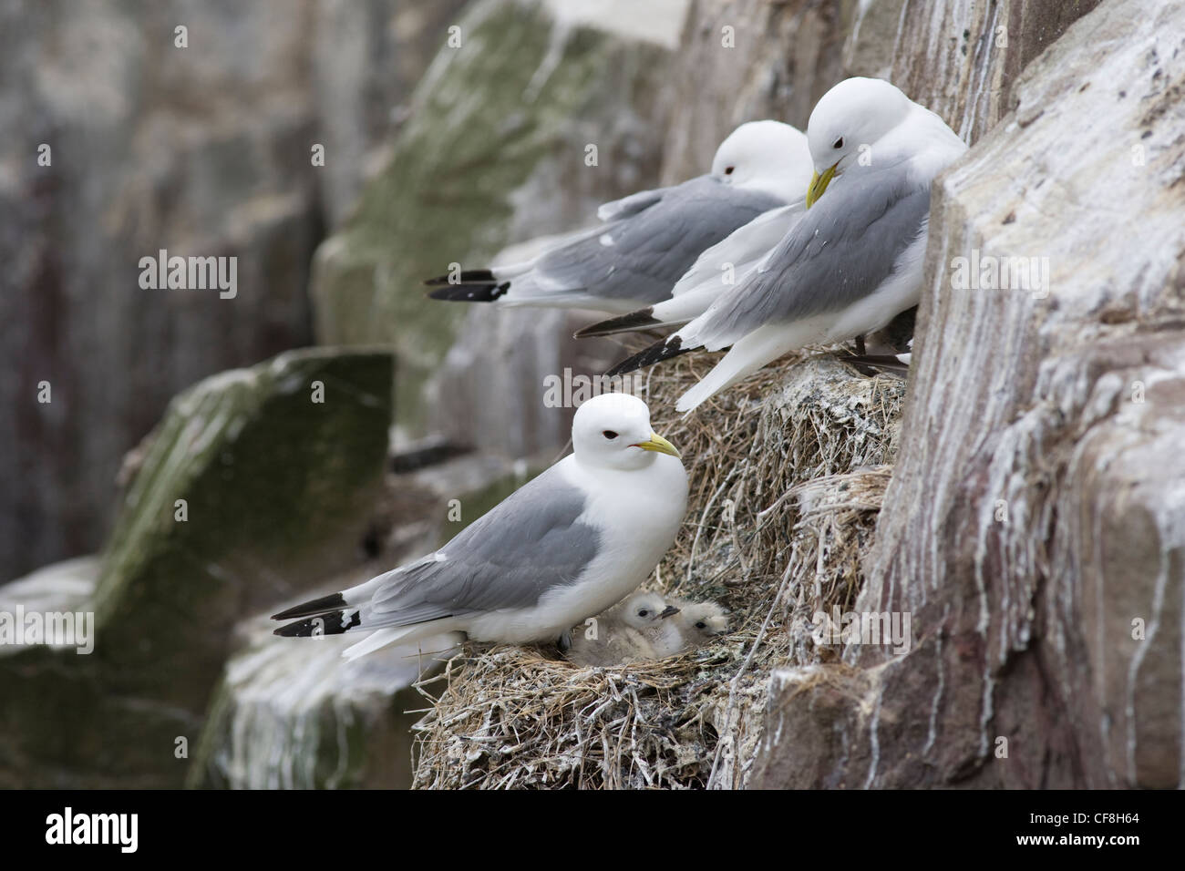 Dreizehenmöwe, Larus Tridactyla auf Nest, Farne Islands, Northumberland, Großbritannien Stockfoto