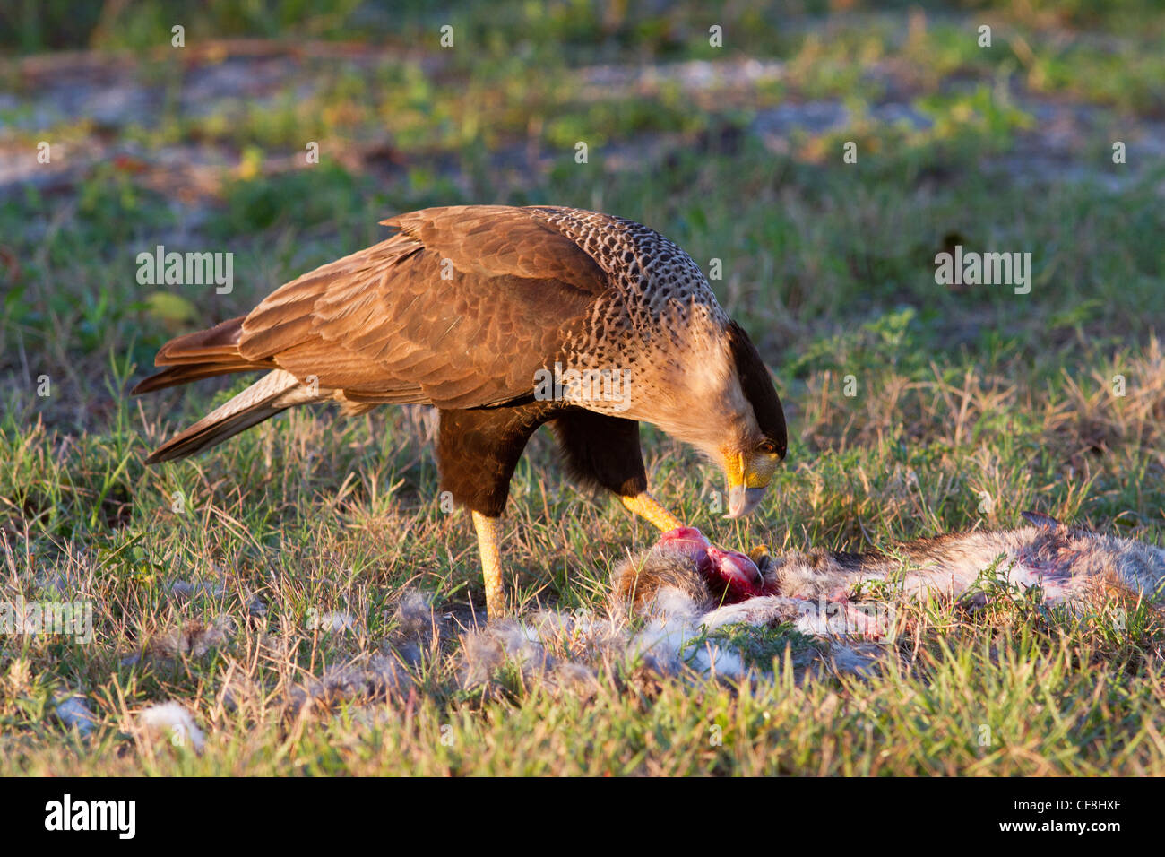 Crested Karakara (Caracara Cheriway) ein Kaninchen zu essen.  Zweiten Jahr Juvenile. Stockfoto